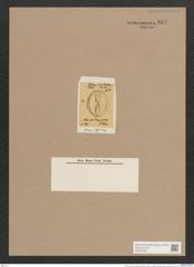 Navicula franciscae O'Meara (de-Toni-Nr.: Genus 1, Species 377) Zeichnungen Sammlung Grunow Nr. 847 (NHMW-BOT-W0367285)